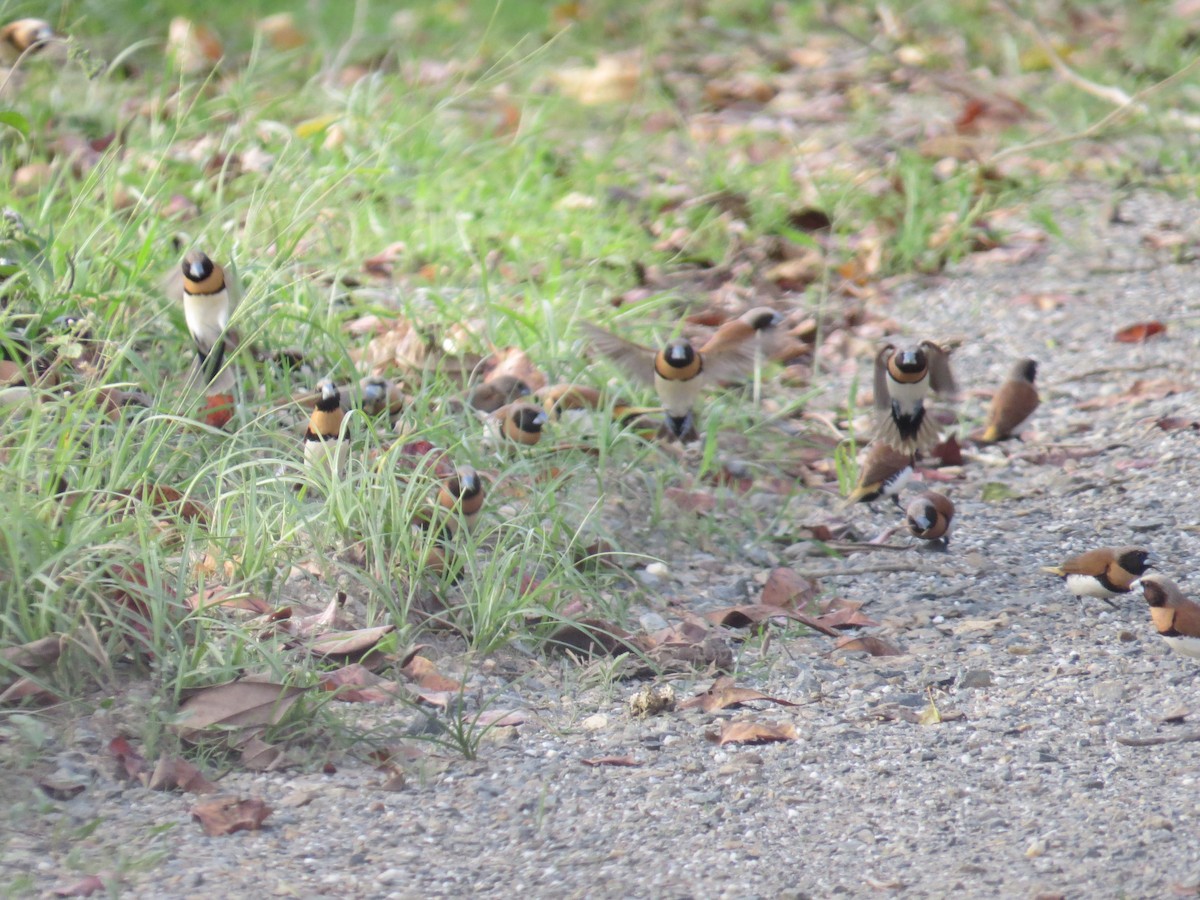 Chestnut-breasted Munia - ML68066491