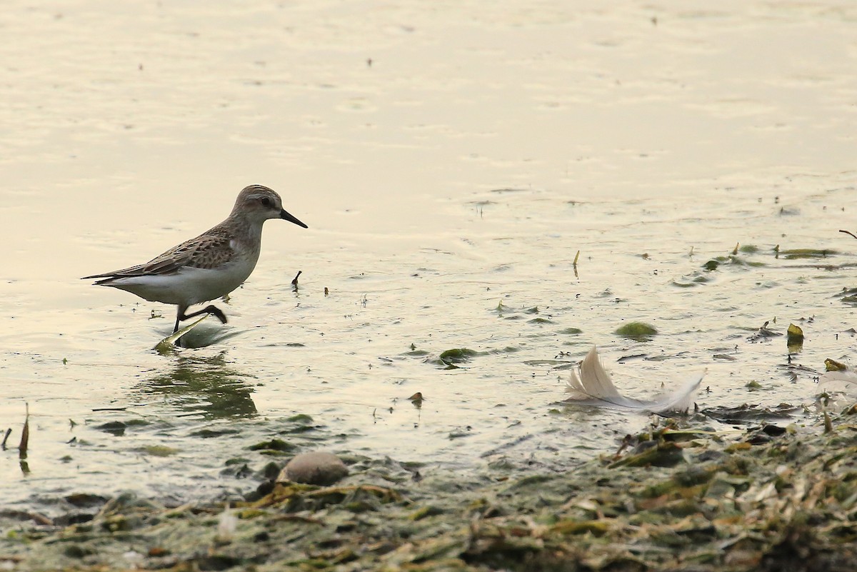 Semipalmated Sandpiper - Tim Lenz