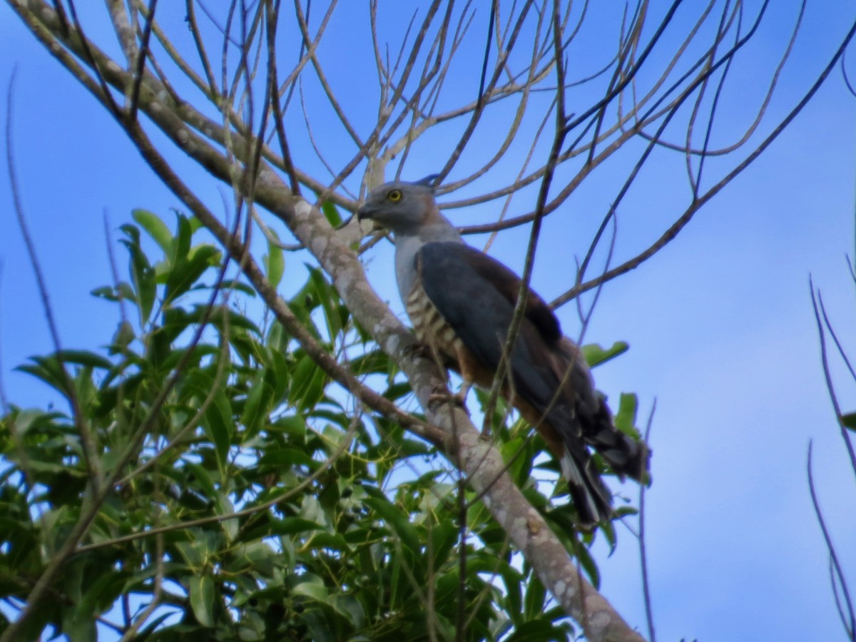 Pacific Baza - ML68066791