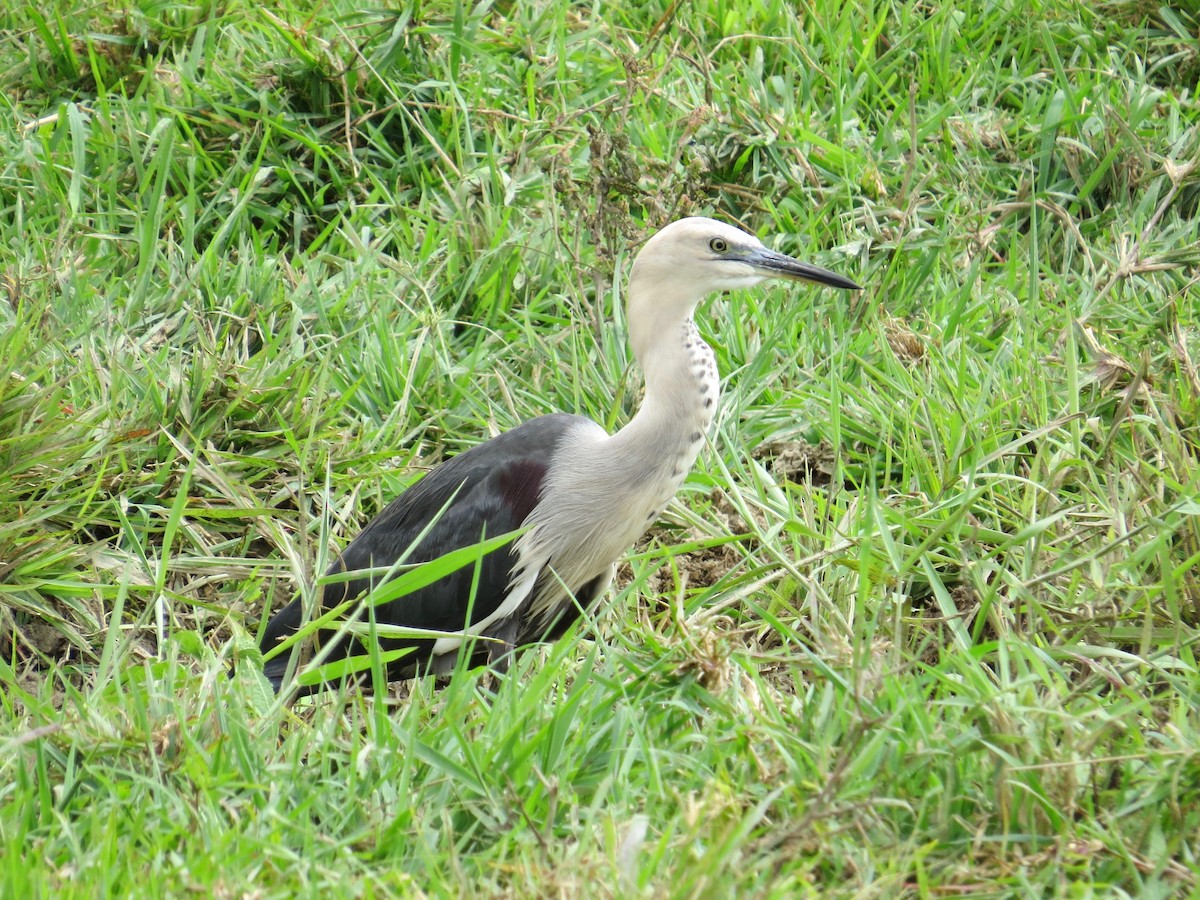 Pacific Heron - ML68066851