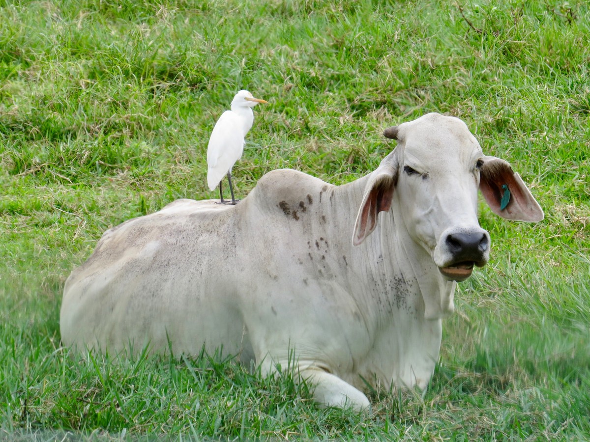 Eastern Cattle Egret - ML68066871