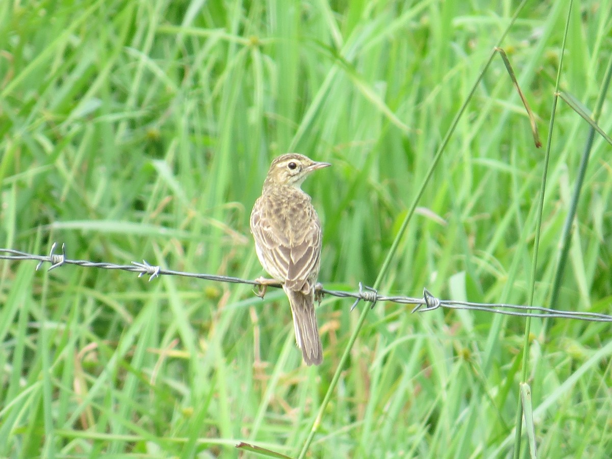 Australian Pipit - ML68067061