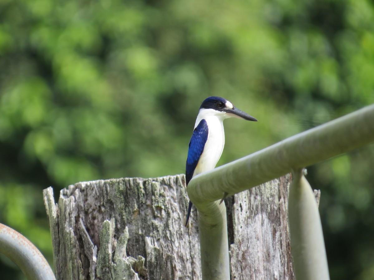 Forest Kingfisher - ML68067091