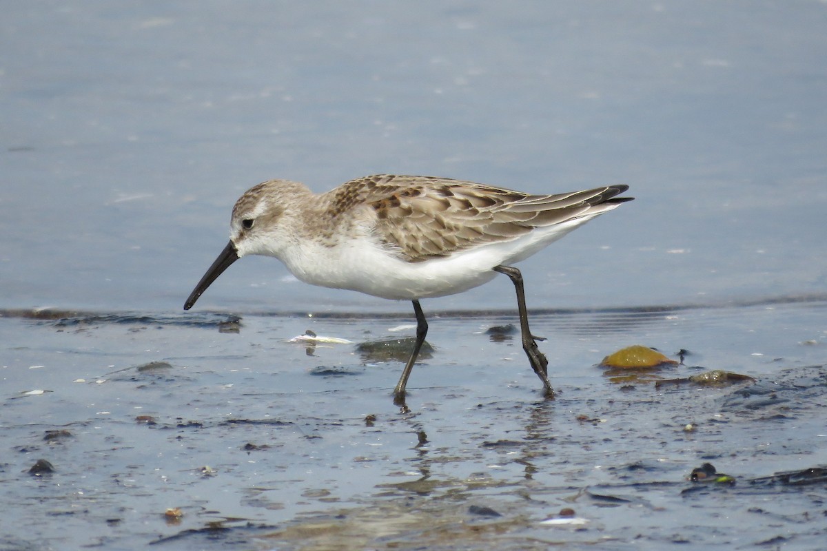 Western Sandpiper - Josh Fecteau