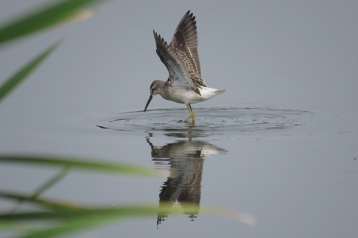 Stilt Sandpiper - Josh Fecteau