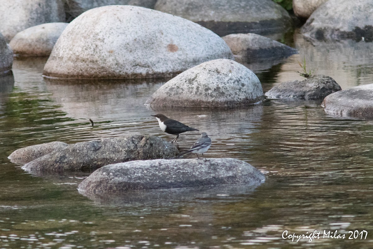 White-throated Dipper - ML68074181