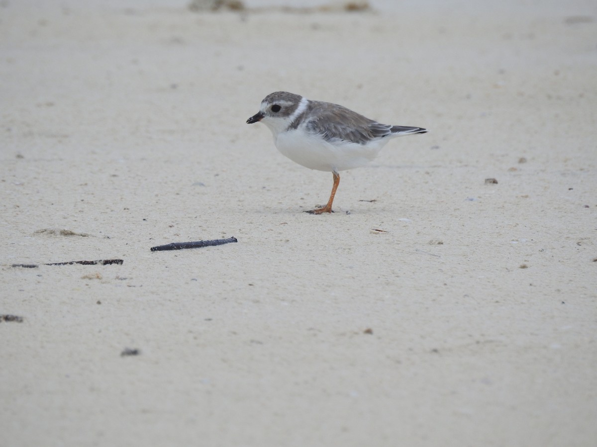 Piping Plover - Great Mayan Birding by Ichi Tours