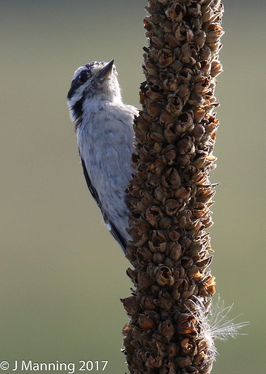 Downy Woodpecker - ML68075111