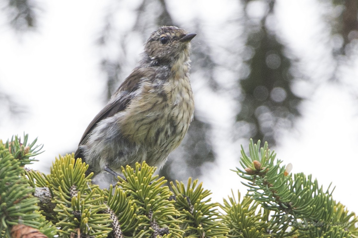 Cape May Warbler - ML68075151