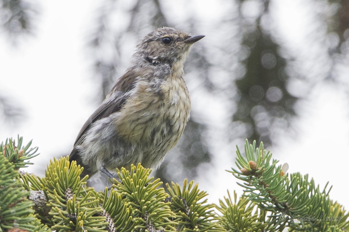 Cape May Warbler - ML68075191