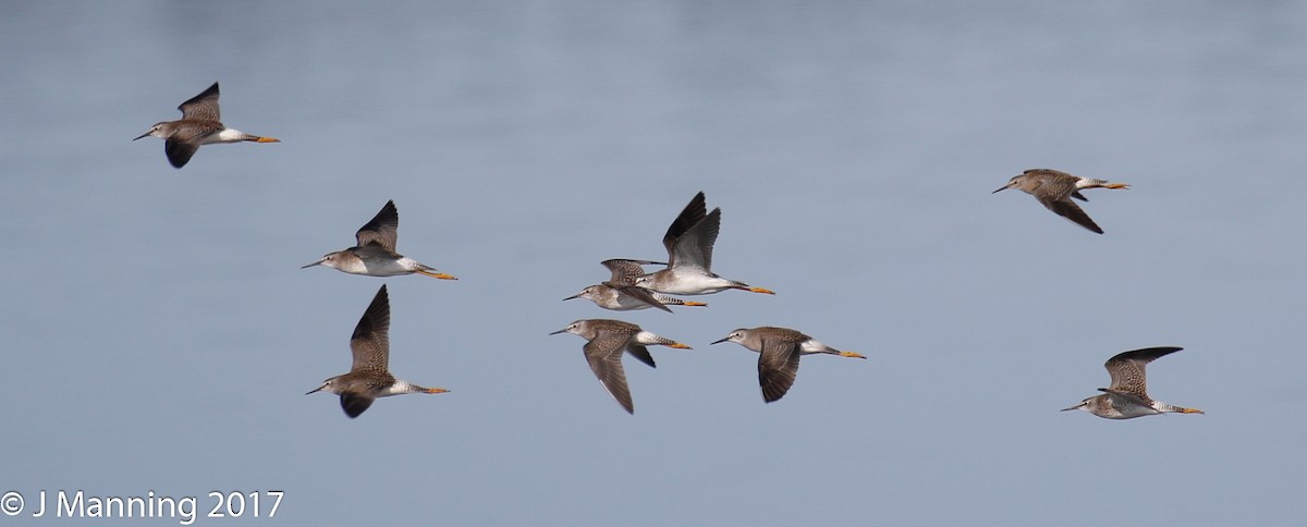 Lesser Yellowlegs - Carl & Judi Manning