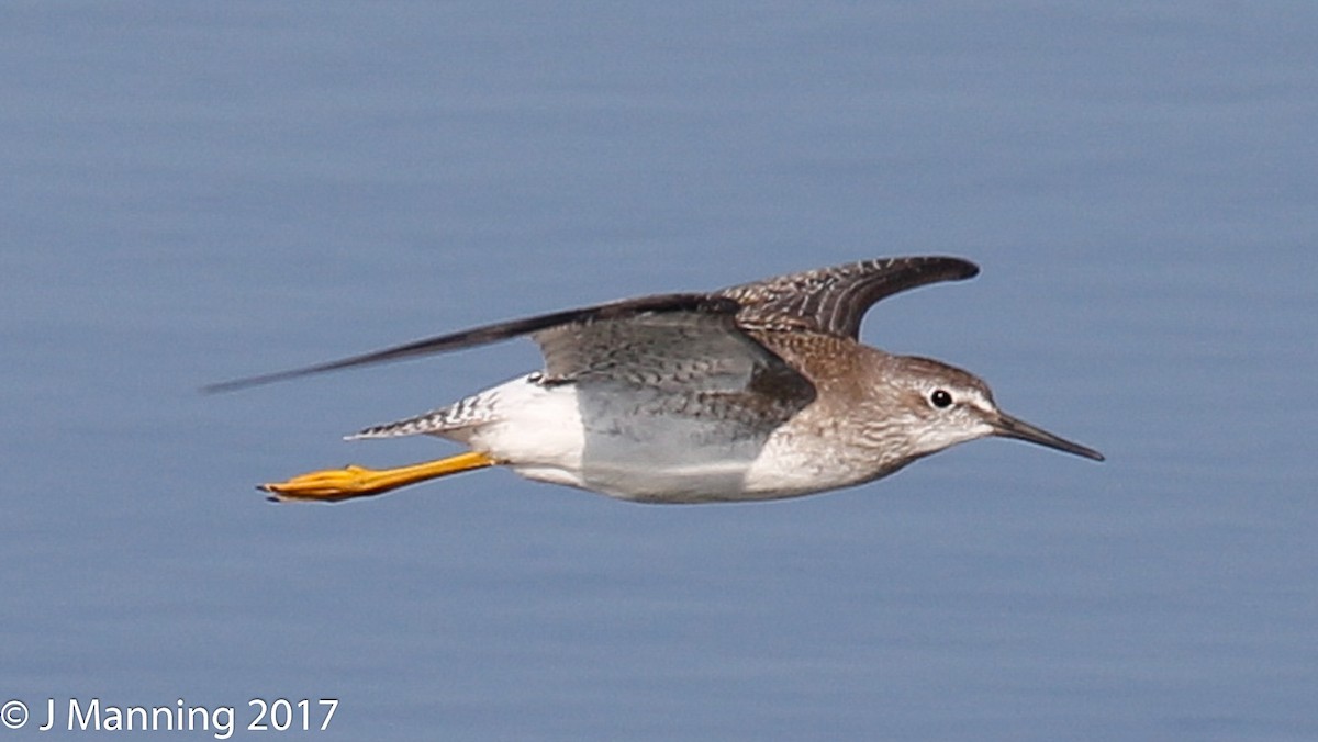 Lesser Yellowlegs - ML68075351