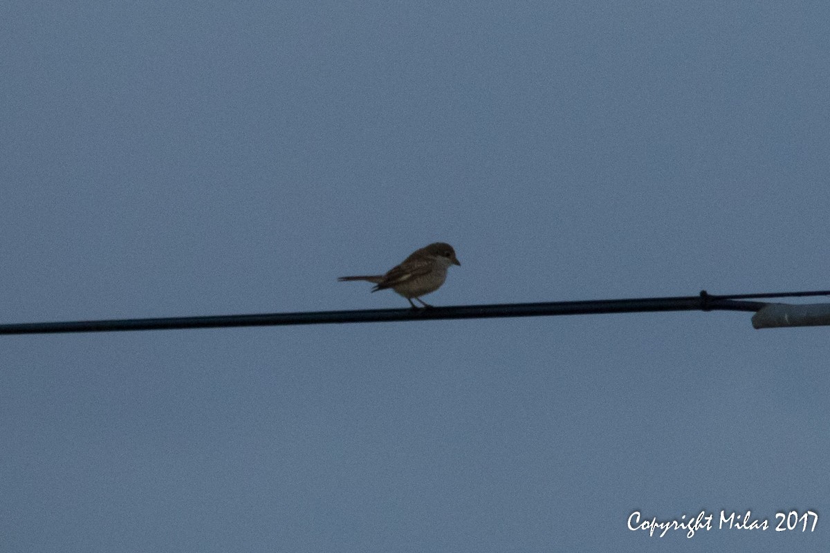 Woodchat Shrike - ML68075601