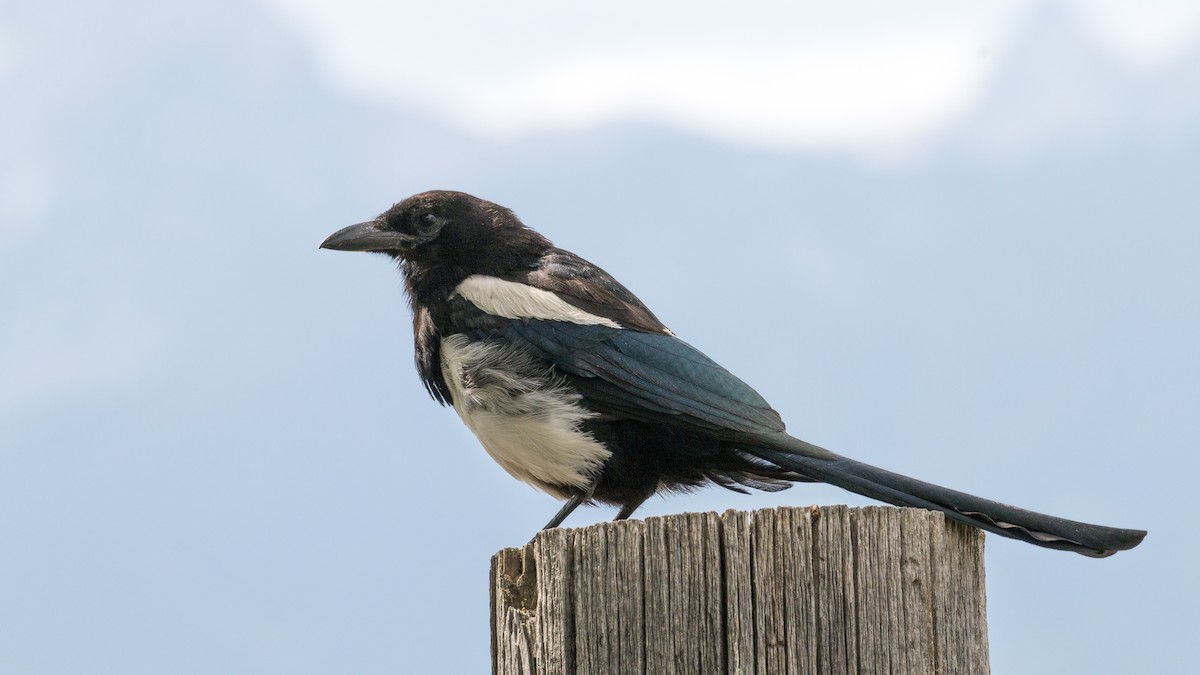 Black-billed Magpie - ML68075921