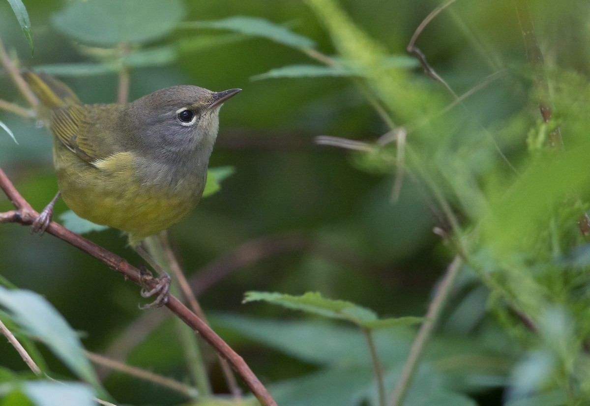 MacGillivray's Warbler - ML68079361