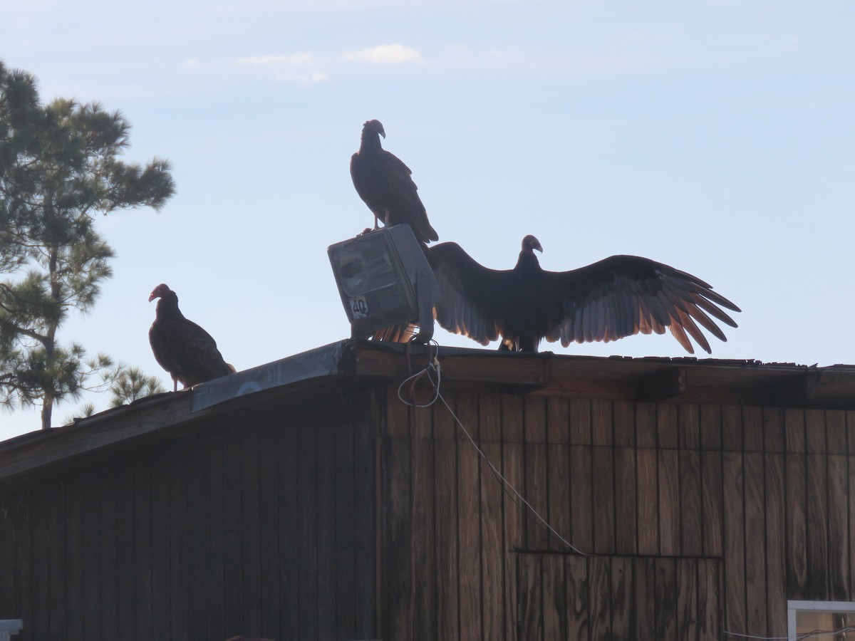 Turkey Vulture - ML68079401