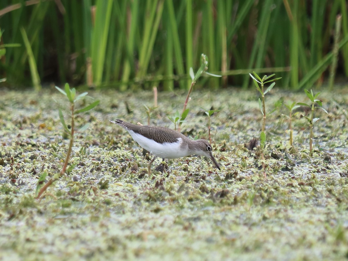 Spotted Sandpiper - Alta Tanner