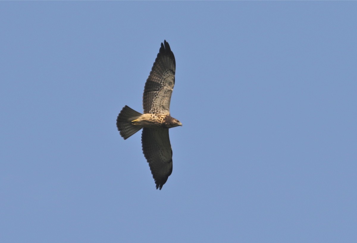 Swainson's Hawk - Gil Ewing