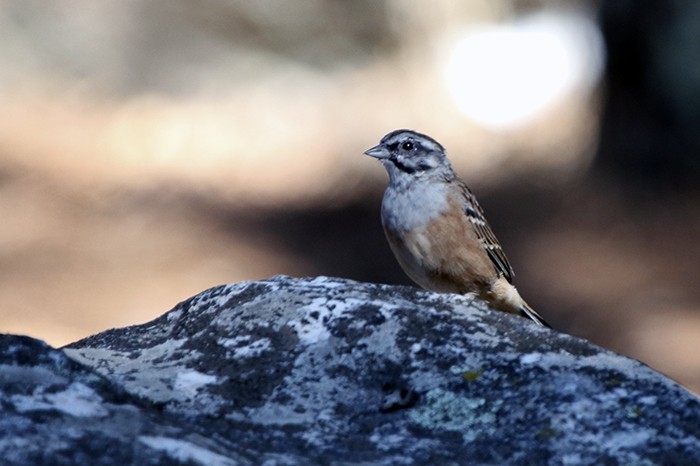 Rock Bunting - Francisco Barroqueiro