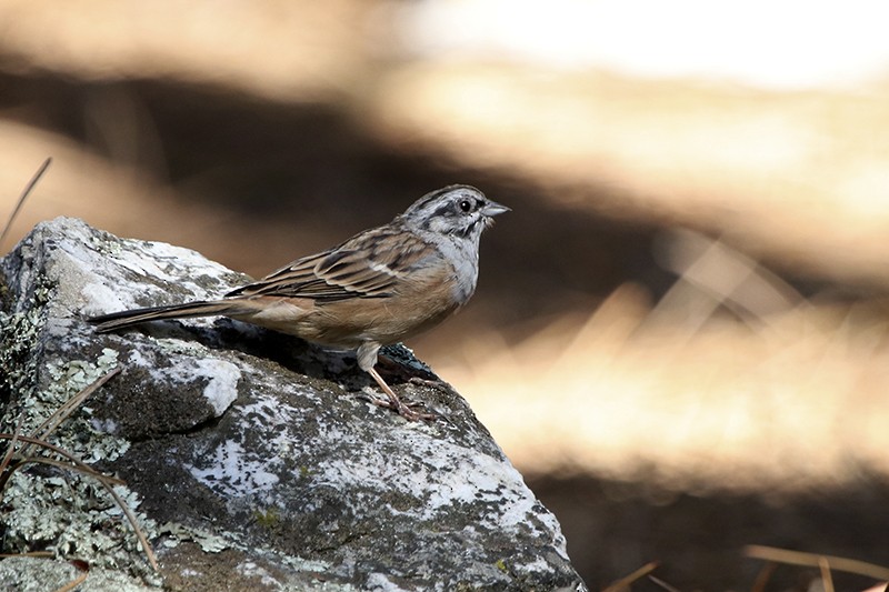 Rock Bunting - Francisco Barroqueiro