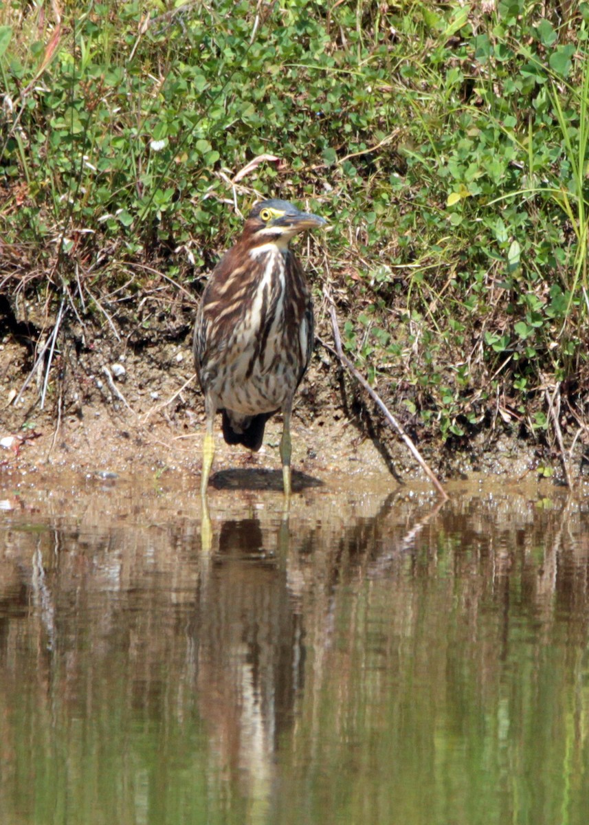 Green Heron - ML68085431