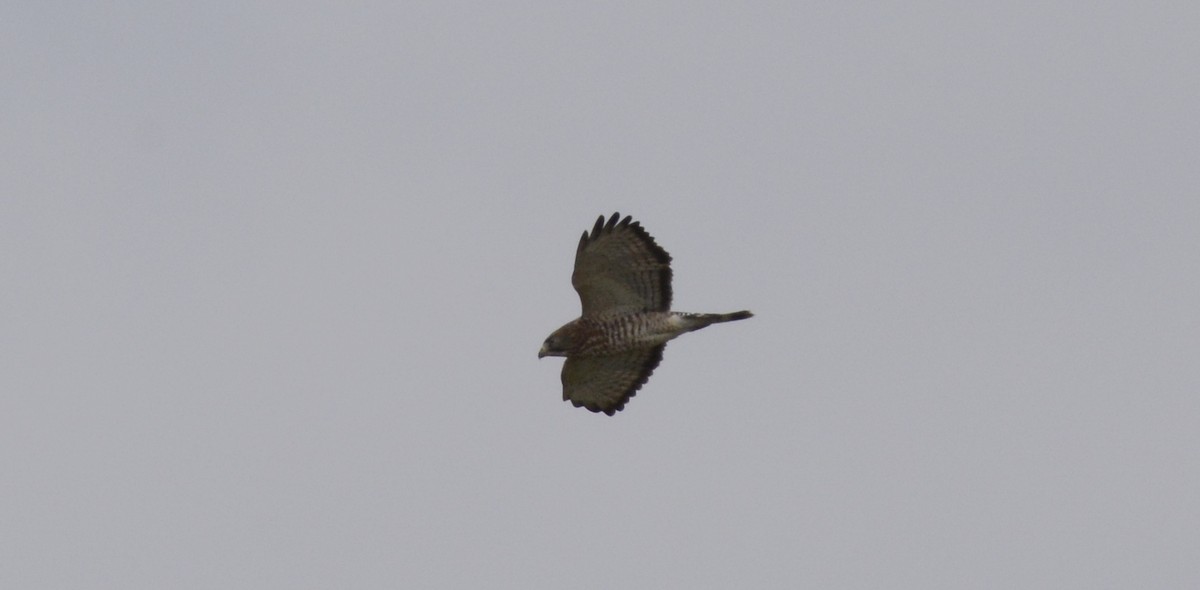 Broad-winged Hawk - ML68086231