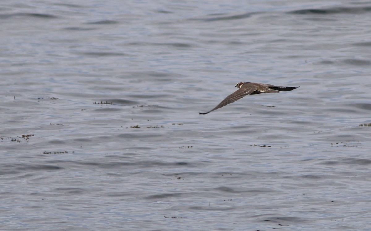 Halcón Peregrino - ML68087951