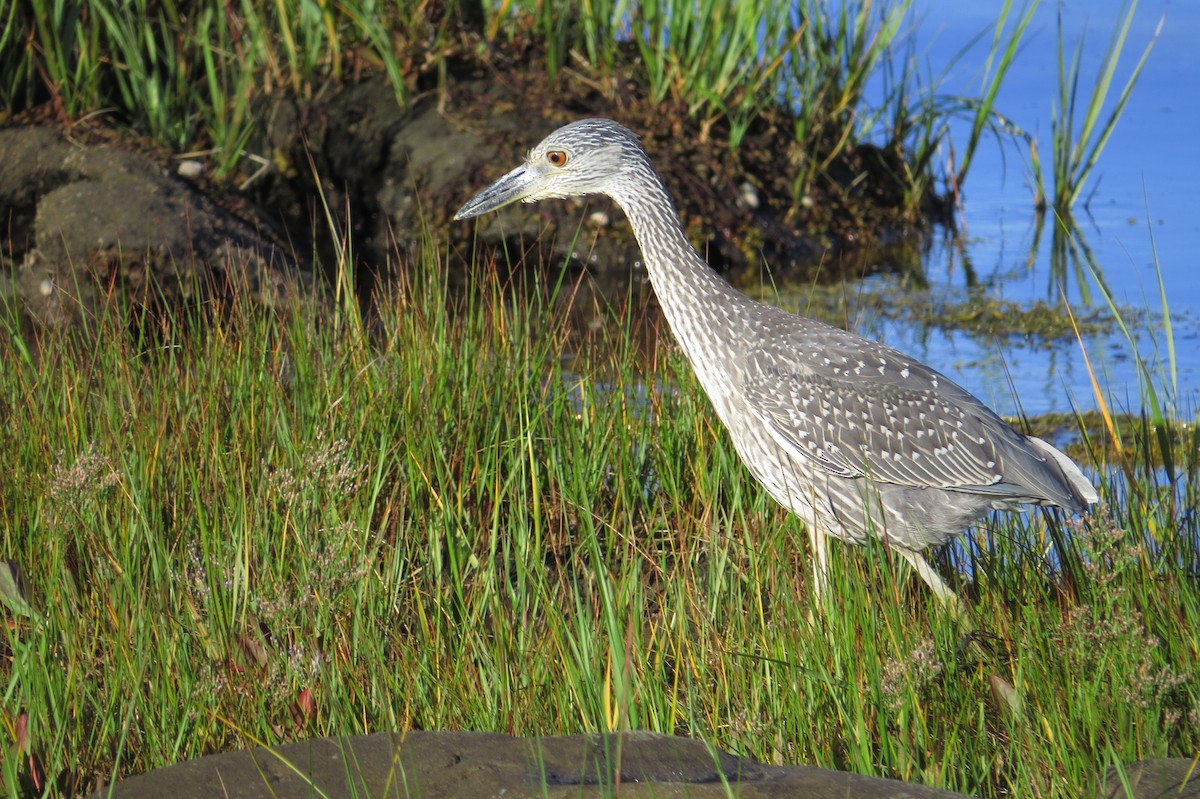 Yellow-crowned Night Heron - ML68088221