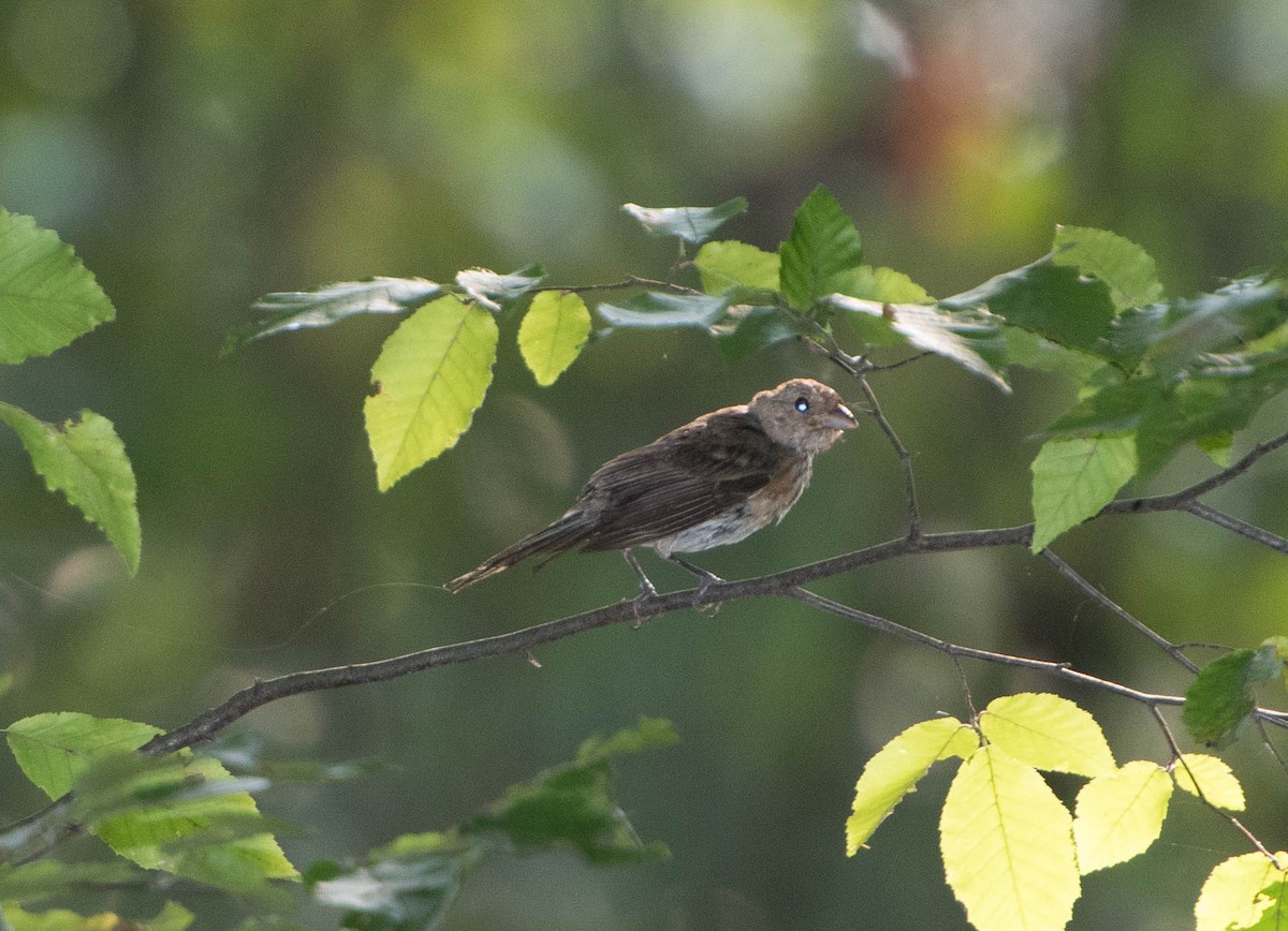 Indigo Bunting - Wayne Kirk