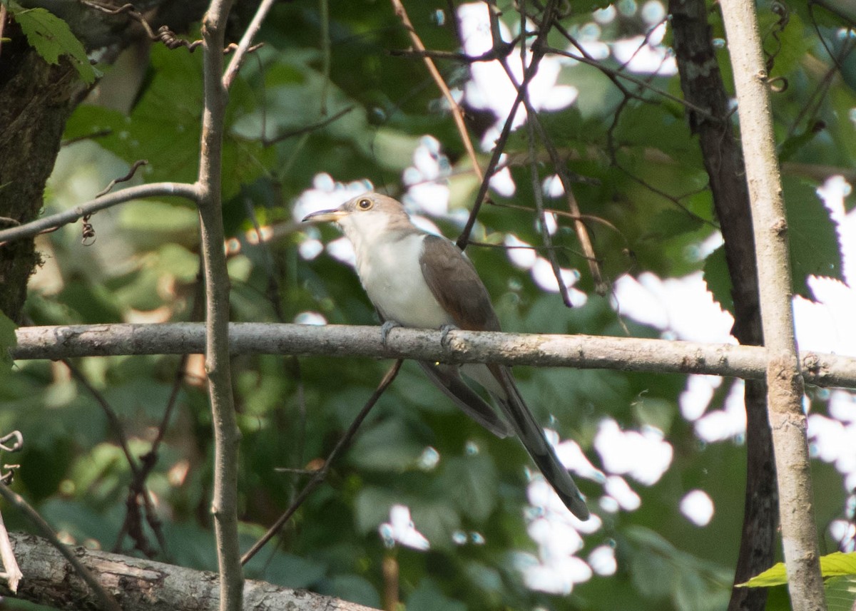 Yellow-billed Cuckoo - Wayne Kirk