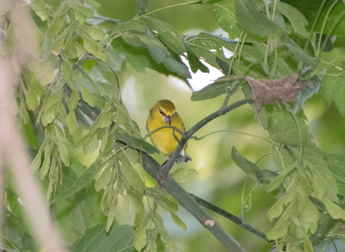 Blue-winged Warbler - ML68090131