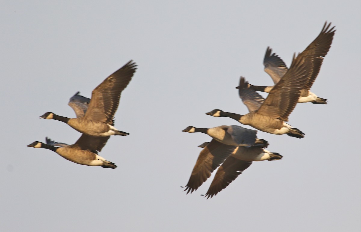 Canada Goose - ML68090481