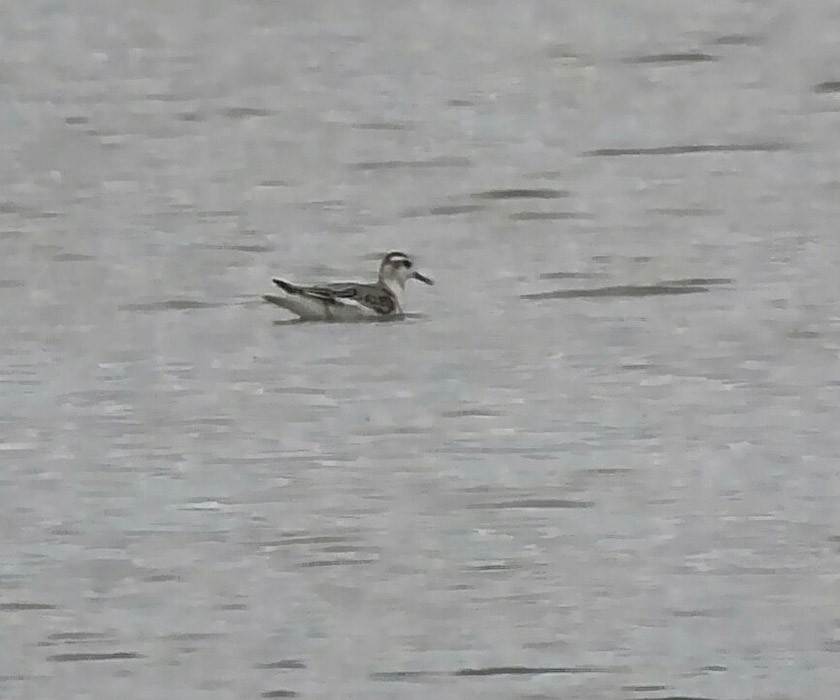 Red Phalarope - ML68090791