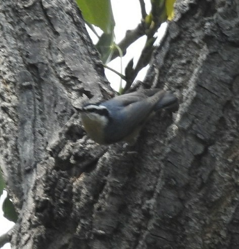 Red-breasted Nuthatch - ML68090971
