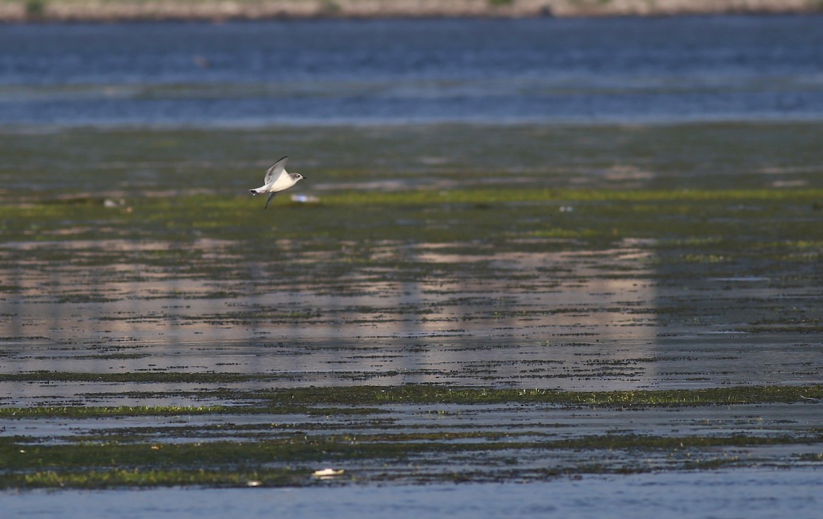 Sabine's Gull - Peter Hosner