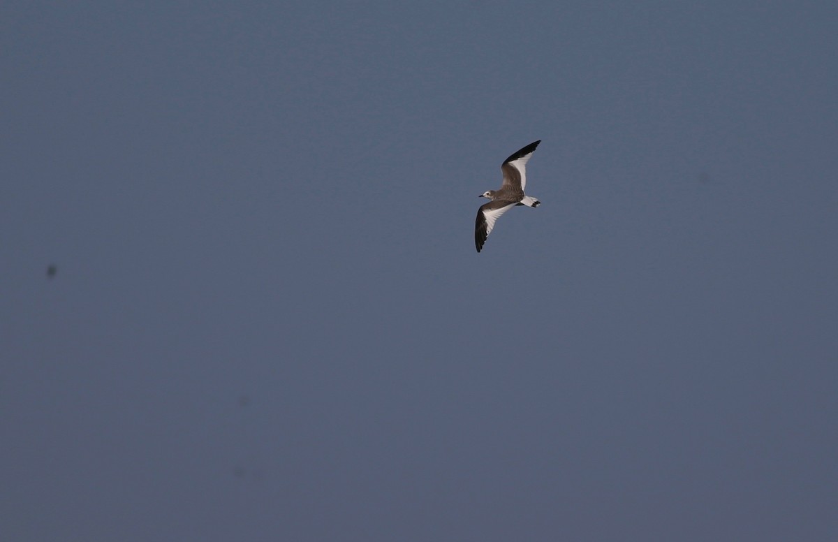 Sabine's Gull - ML68092791