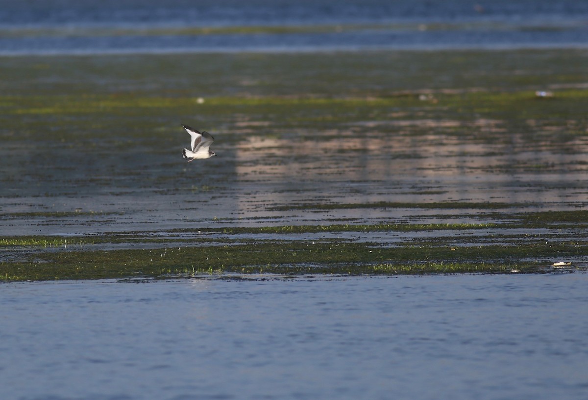 Sabine's Gull - Peter Hosner