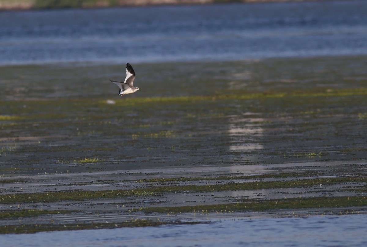 Sabine's Gull - ML68092811