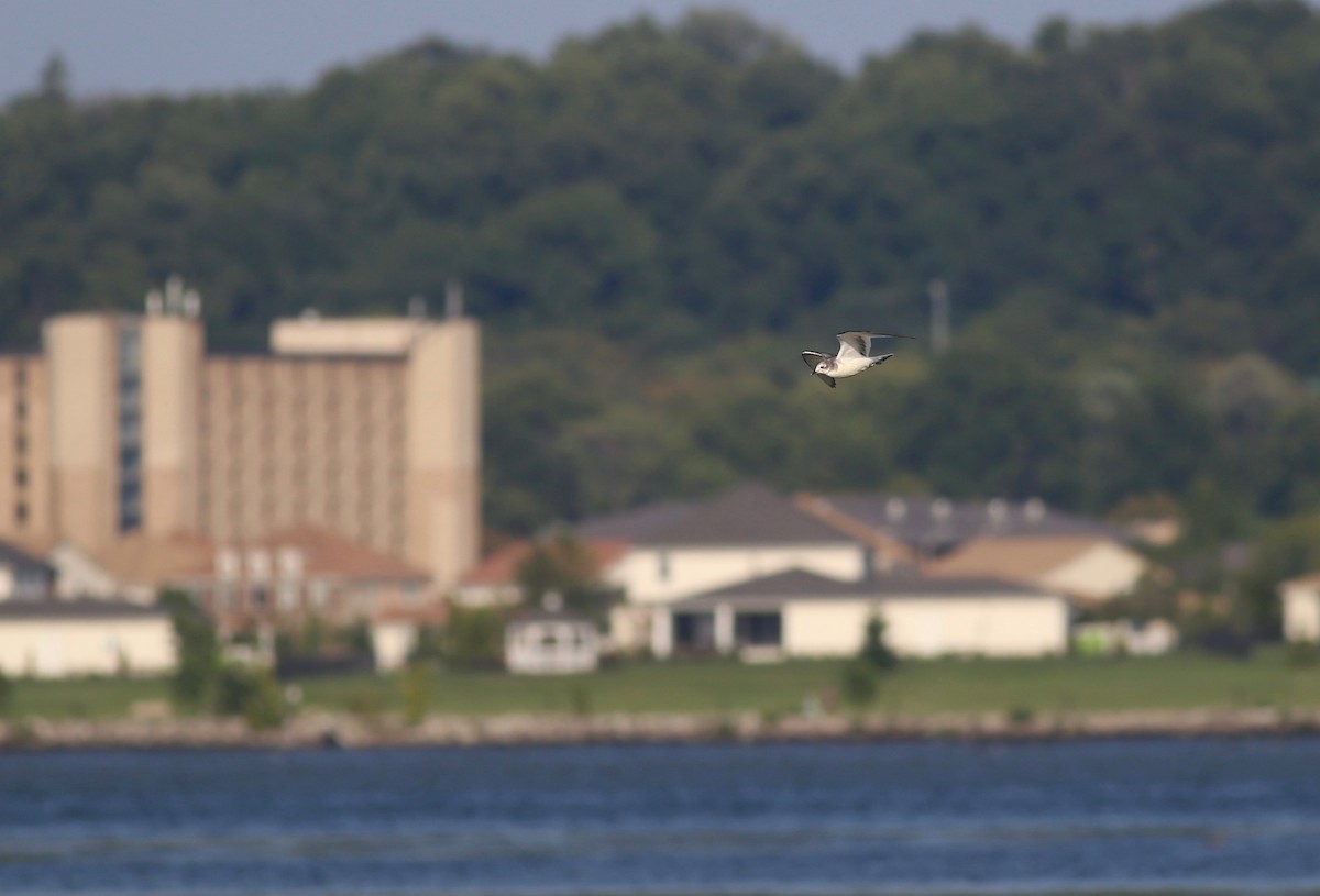 Sabine's Gull - ML68092841