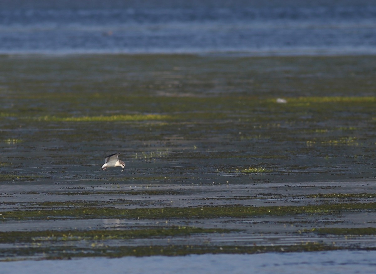 Sabine's Gull - ML68092851