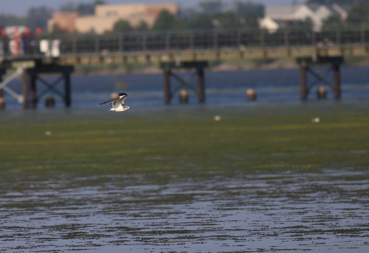 Sabine's Gull - ML68092861