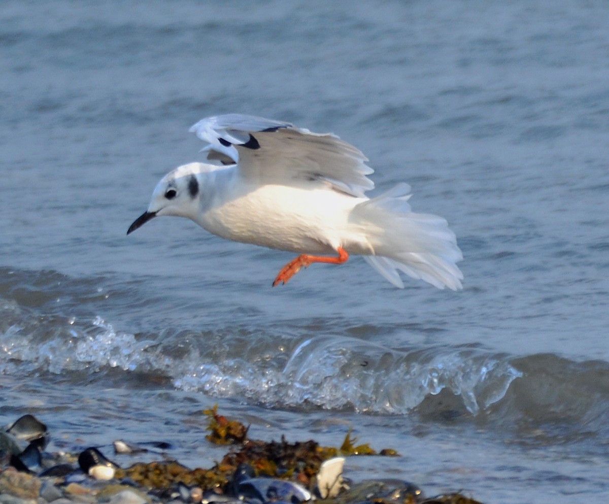 Bonaparte's Gull - Michael J Good