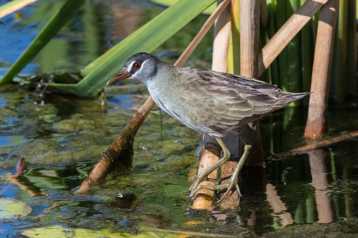 White-browed Crake - Barry Deacon