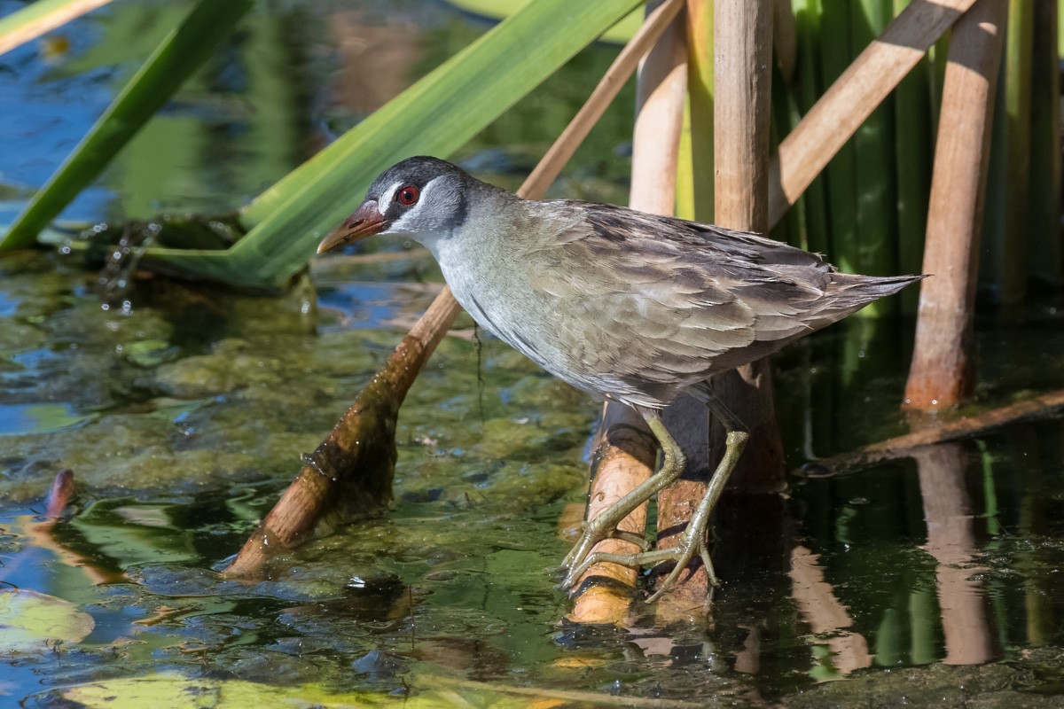 Weißbrauen-Sumpfhuhn - ML68095841