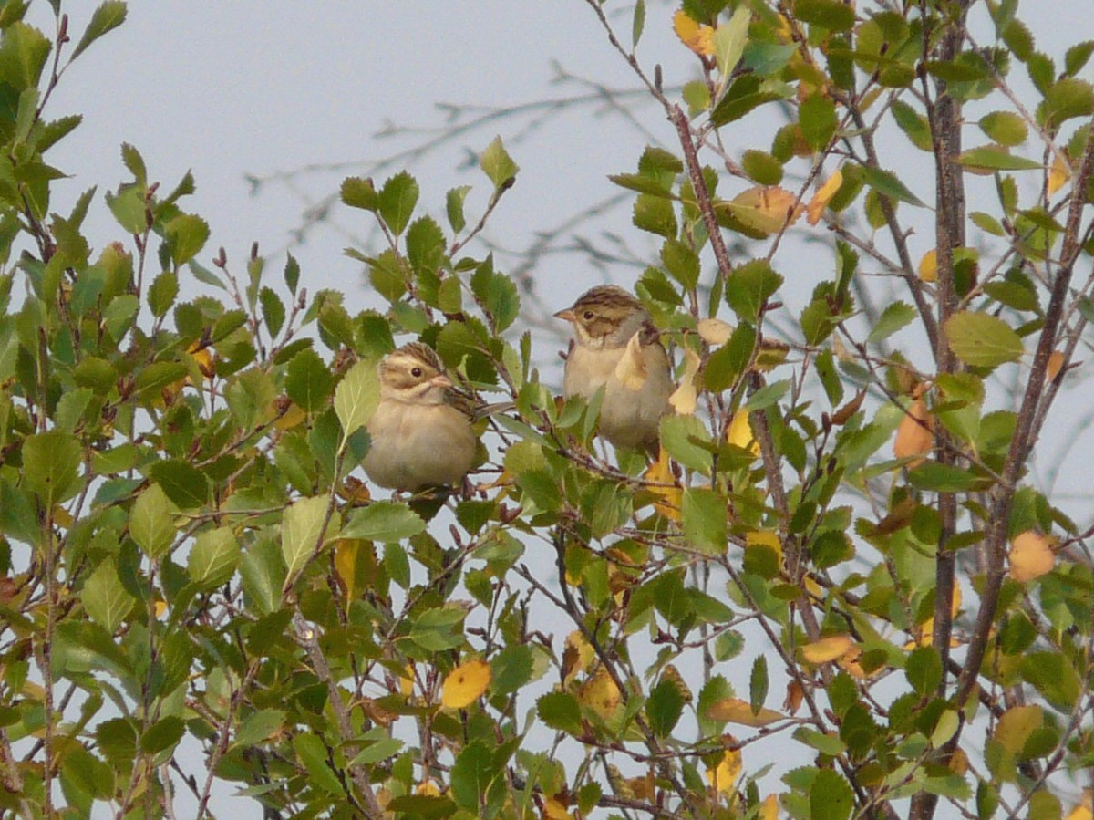 Clay-colored Sparrow - ML68097241