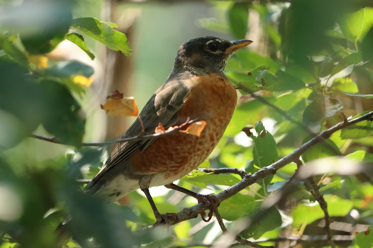 American Robin - ML68097501