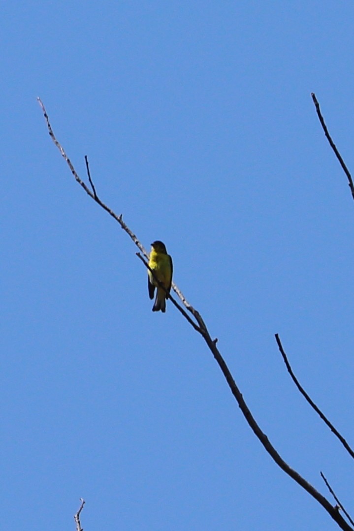 Lesser Goldfinch - ML68097531