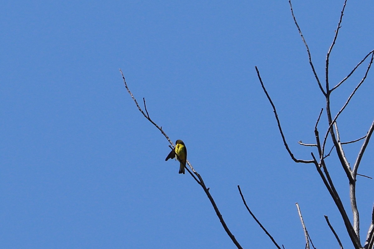 Lesser Goldfinch - ML68097541