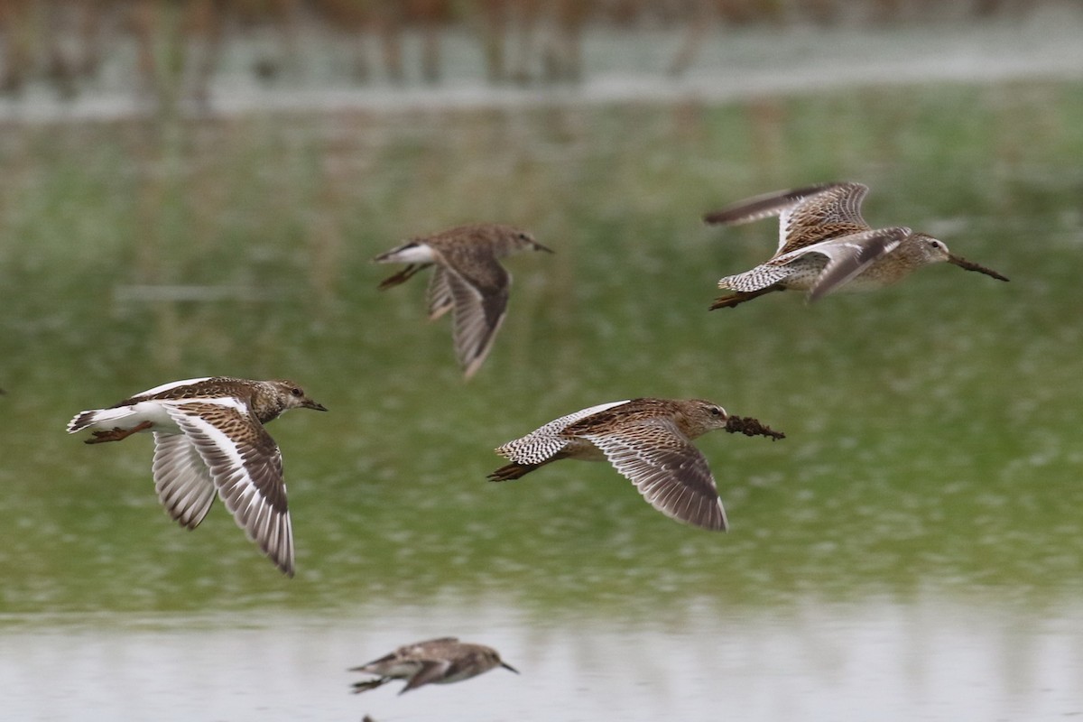 Short-billed Dowitcher - ML68097921