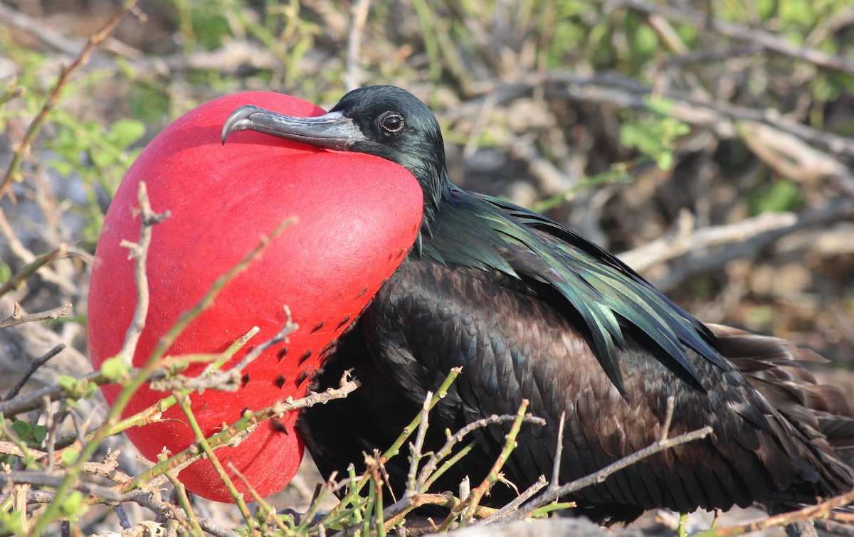 Great Frigatebird - ML68099301